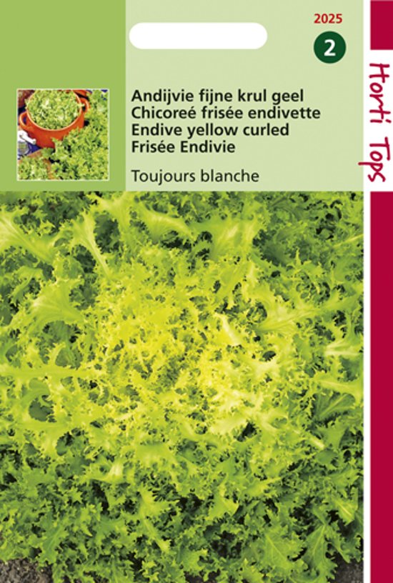 Endivie Toujours Blanche (Cichorium) 1800 Samen